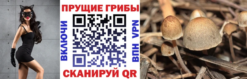 Купить  Великий Устюг  Галлюциногенные грибы мицелий 